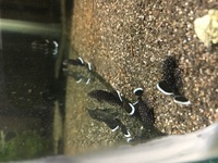 Rare tropical fish - collection only Wolverhampton
