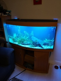 Juwel Vision 260 with new hood fixtures and lighting.