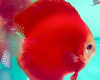 Martin NG Discus Available @ Discover Discus Scotland