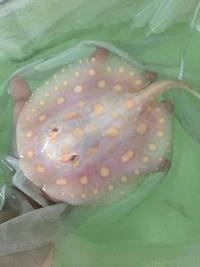 Top Stingrays UK