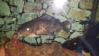 Large Spotted Catfish