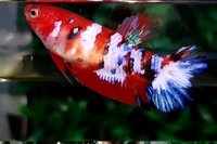 Young bettas HMPK Koi types