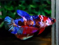 Young bettas HMPK Koi types