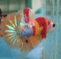 Young bettas HMPK Koi types
