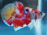 Young bettas HMPK Koi types