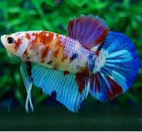 Young bettas HMPK Koi types