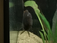 Fish needing a forever tank