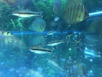 RED LINE TORPEDO DENISONII BARBS, 4 FOR £10, 8 FOR £20 20 FOR £55