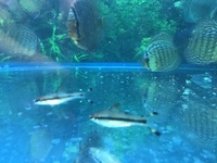 RED LINE TORPEDO DENISONII BARBS, 4 FOR £10, 8 FOR £20 20 FOR £55