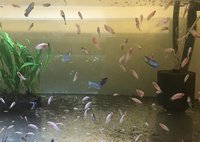 Young bettas HMPK Koi types