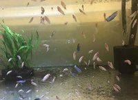 Young bettas HMPK Koi types