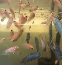 Young bettas HMPK Koi types
