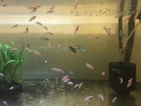 Young bettas HMPK Koi types