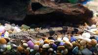 Aquatic Finatic – Stock List & Offers -