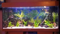3ft Rio 180 tank and stand
