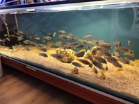 Fish house shut down. Reduced.