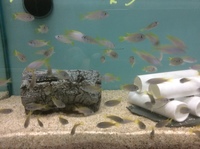 Pseudotropheus Acei yellow fin juveniles