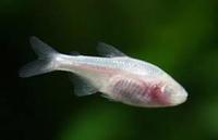 Blind cave tetras for sale