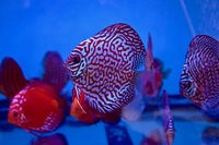 Martin NG Discus Available @ Discover Discus Scotland