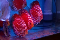 Martin NG Discus Available @ Discover Discus Scotland