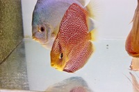 Martin NG Discus Available @ Discover Discus Scotland