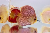 Martin NG Discus Available @ Discover Discus Scotland