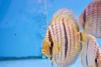 Martin NG Discus Available @ Discover Discus Scotland