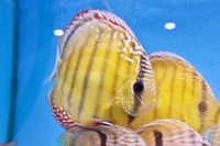 Martin NG Discus Available @ Discover Discus Scotland