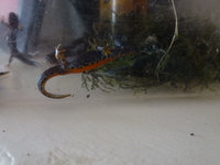 Alpine Newts - Ichhyosaura alpestris apuanus / Triturus alpestris / Mesotriton alpestris - (Caudata / Urodela)