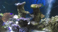 fluval roma 240 tropical marine system