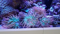 Red/Green Tank Bred Bubble Tip Anemones