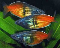cardinal, rummy nose congo tetras, rainbows, corys, plecos, rams, barbs