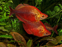 cardinal, rummy nose congo tetras, rainbows, corys, plecos, rams, barbs