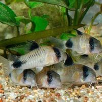 cardinal, rummy nose congo tetras, rainbows, corys, plecos, rams, barbs