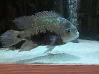 10+inch cichlid not sure of the species £10