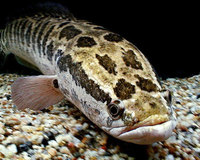 Wanted northern snakehead or gaint snakehead