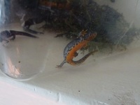 Alpine Newts - Ichhyosaura alpestris apuanus / Triturus alpestris / Mesotriton alpestris - (Caudata / Urodela)