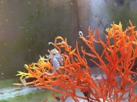 Dwarf seahorse for sale