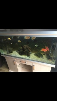 BARGAIN £300 Rena 5ft (450 litre) fish tank and stand