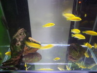 Yellow labs and bristlenose pleco .ONLY 2 pound per fish.