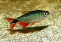 cardinal, rummy nose congo tetras, rainbows, corys, plecos, rams, barbs