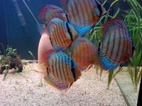 Wild F1 Jutai Green Discus £420.00