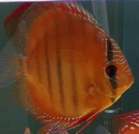 Wild Trombeta and Curipeau Discus Fish x 4 Reduced Price £380.00