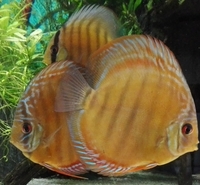 Wild Trombeta and Curipeau Discus Fish x 4 Reduced Price £380.00