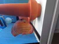 Wild Trombeta and Curipeau Discus Fish x 4 Reduced Price £380.00