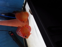 Wild Trombeta and Curipeau Discus Fish x 4 Reduced Price £380.00