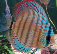Wild F1 Jutai Green Discus £420.00