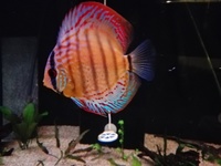 Wild F1 Jutai Green Discus £420.00