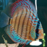 Wild F1 Jutai Green Discus £420.00