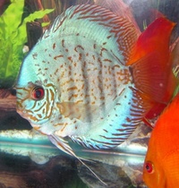 Plymouth Discus, Quality Discus At The Lowest Possible Prices.